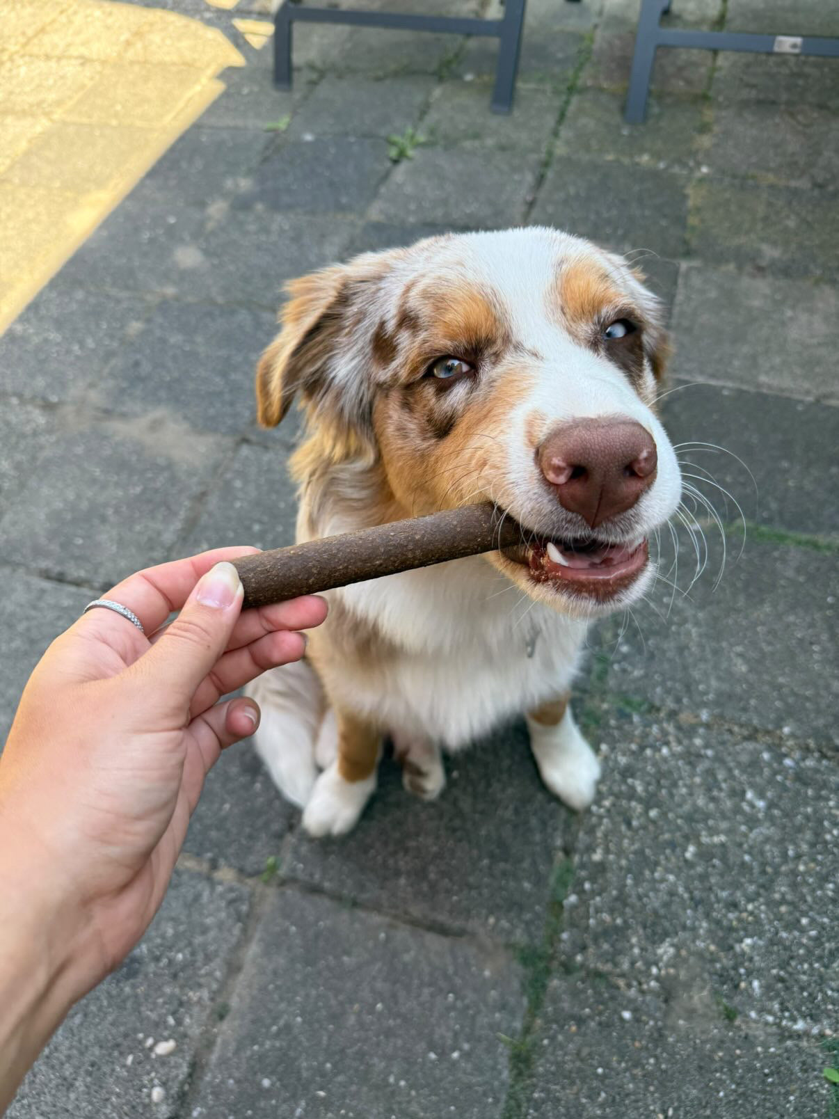 Frikandellen met lam