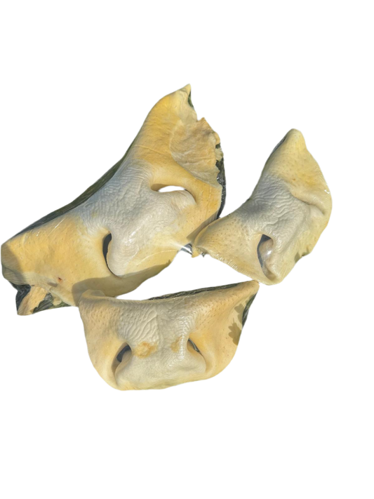Runderneus