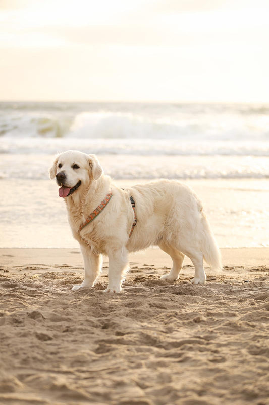 De leukste hondenstanden in Nederland: strand, zee en snacks!