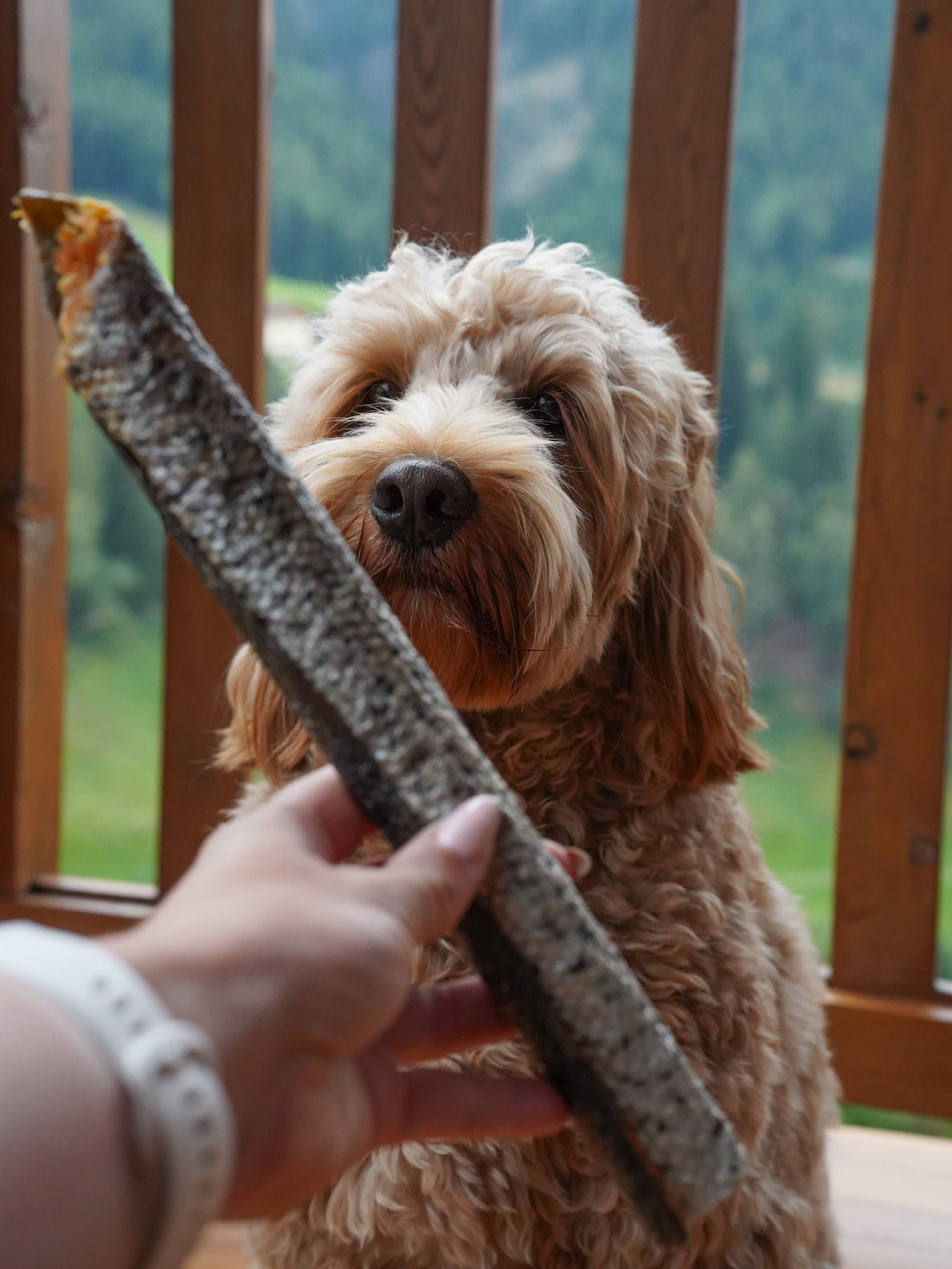 Welke snacks zijn goed voor de vacht van je hond?