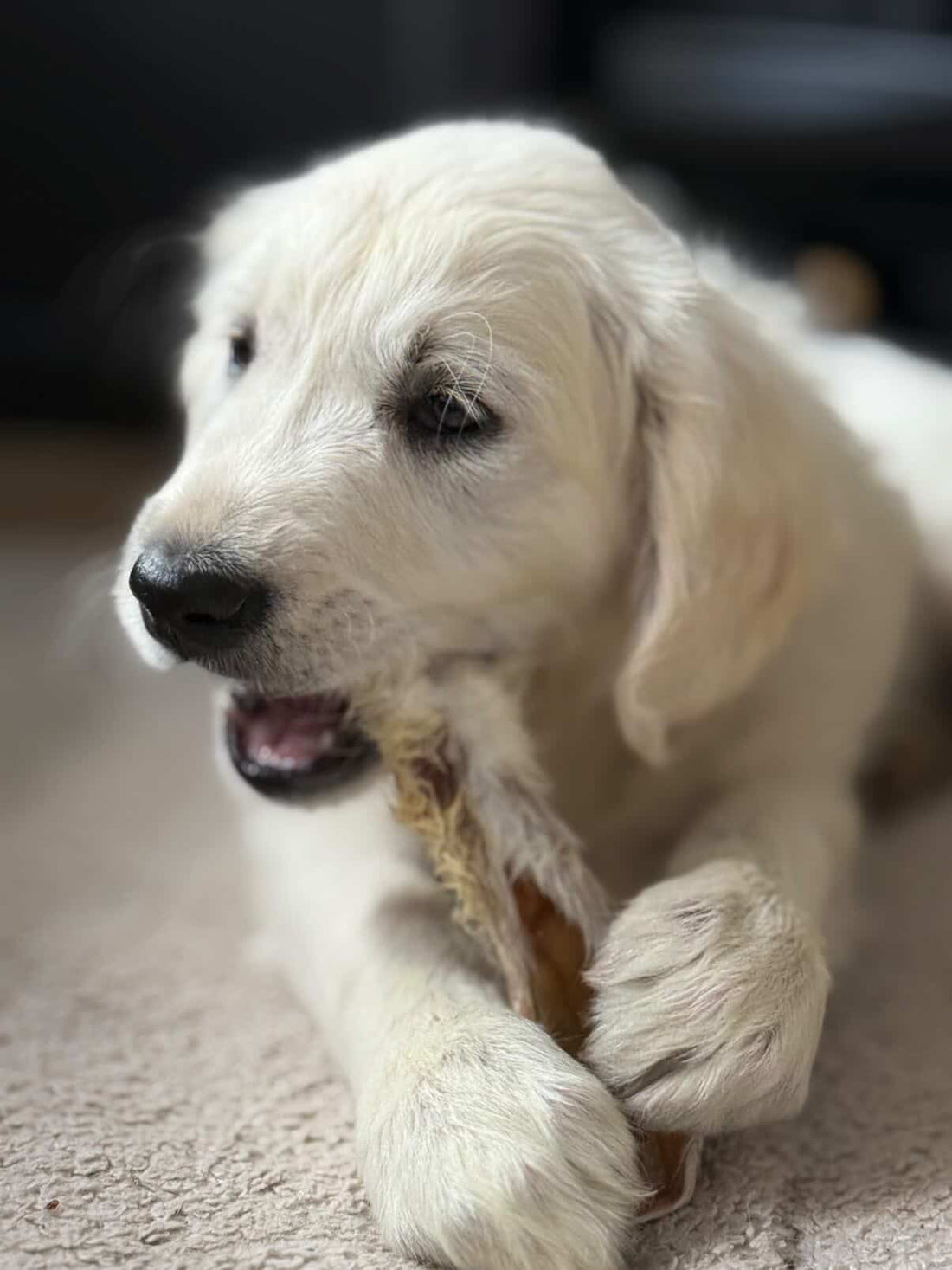 Wat mag een pup voor snacks? Een praktische gids voor puppy snacks