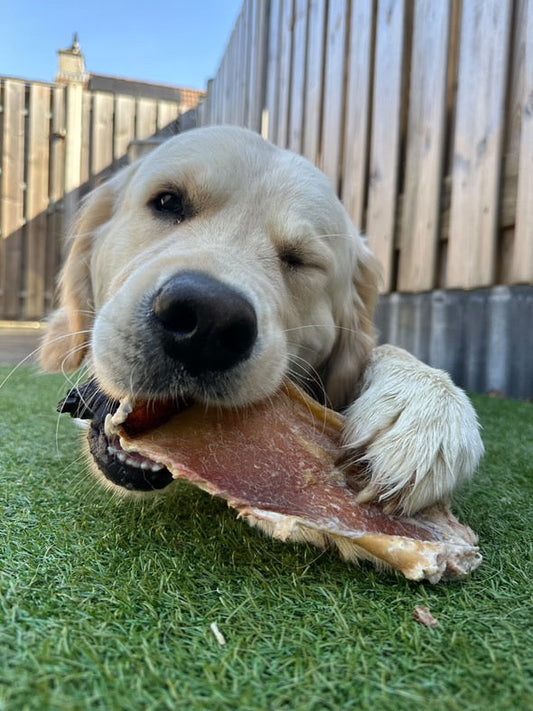 Waarom kauwsnacks mentaal goed zijn voor honden