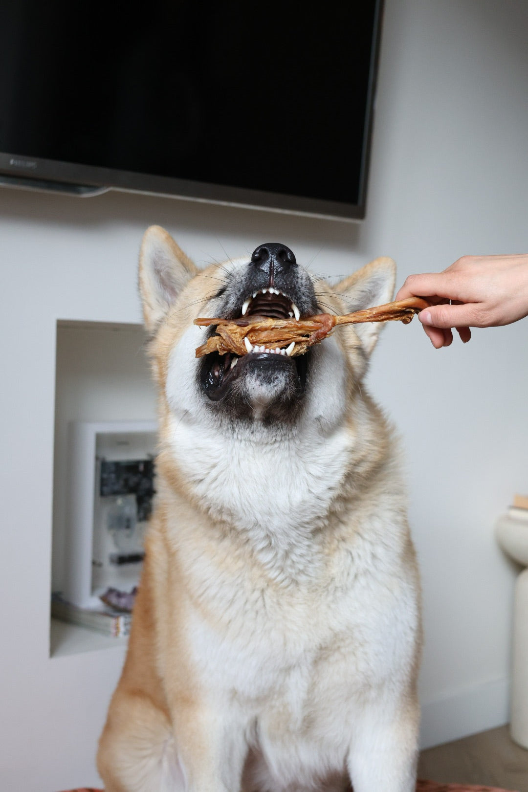 Tandverzorging bij honden: waarom kauwsnacks belangrijk zijn