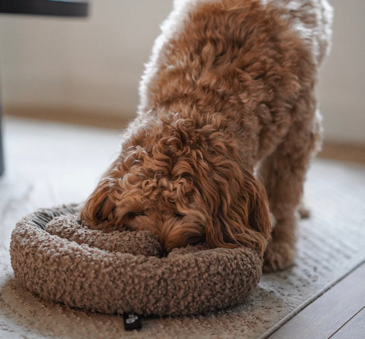 Waarom een snuffelmat of snuffelbal goed is voor je hond