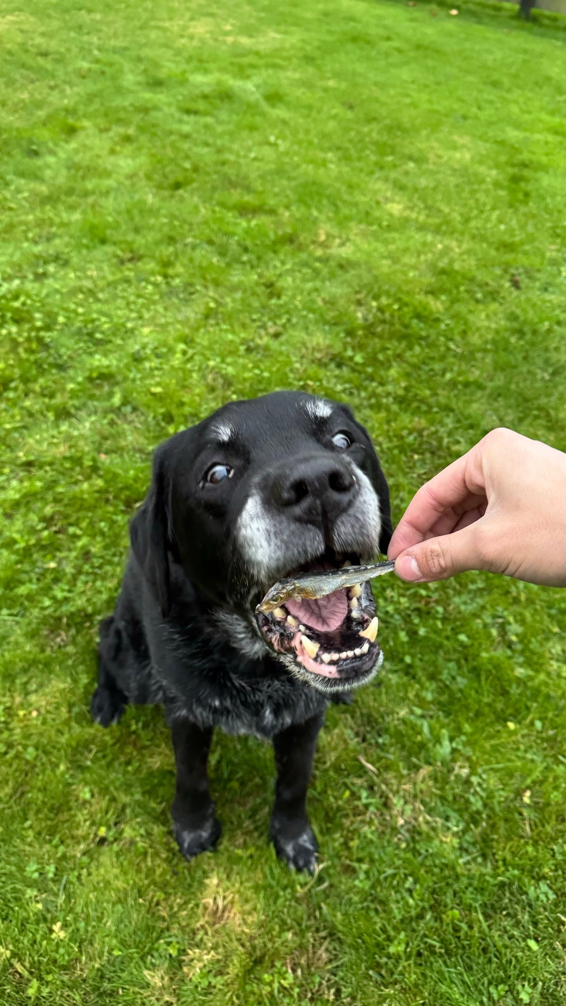 Wat zijn de beste snacks voor oudere honden?