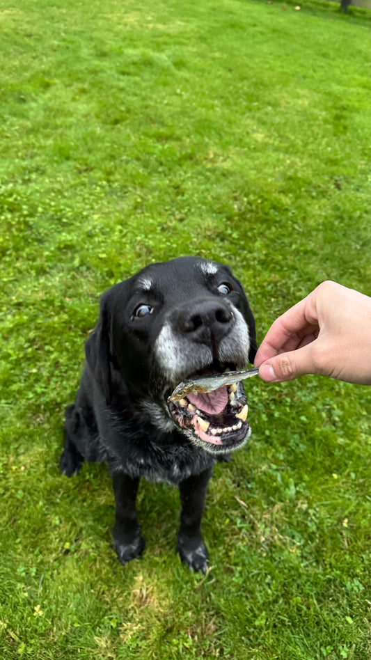 Wat zijn de beste snacks voor oudere honden?