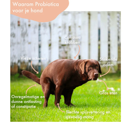 Festybites Probiotica kip