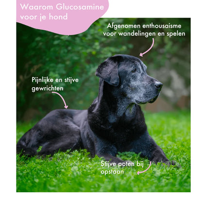 Festybites Heup & Gewrichten